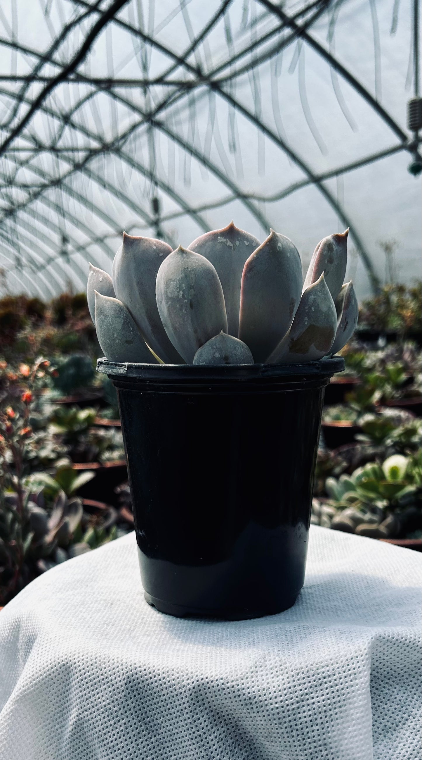 Echeveria