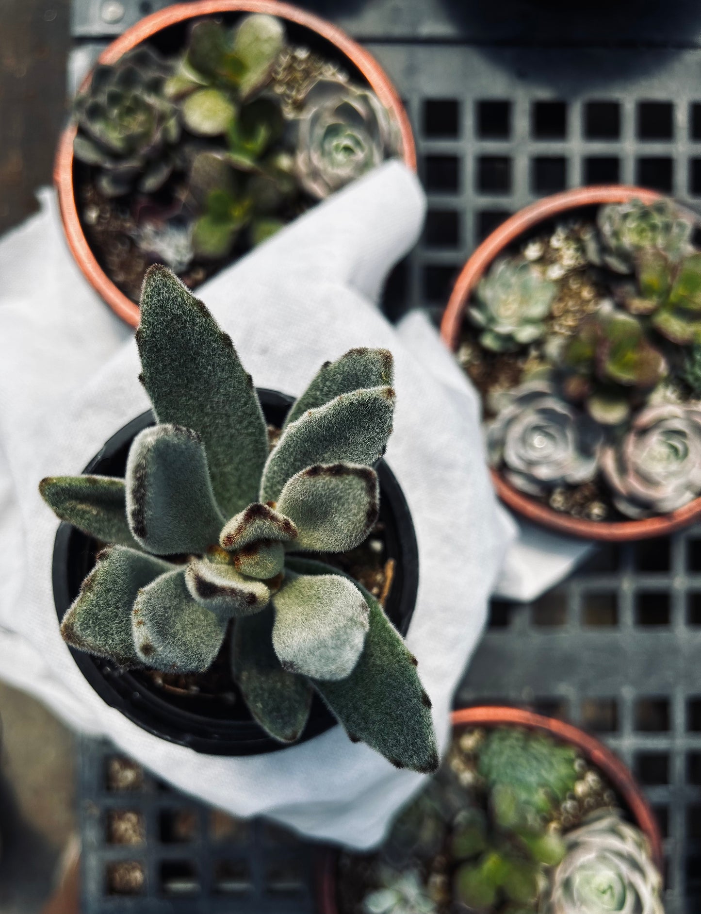 Panda Plant -- Kalanchoe tomentosa